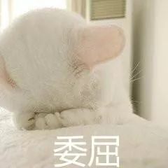 生肖猫没成为有财运的人_猫为什么没有成为十二生肖之一_生肖猫没成为有财运吗