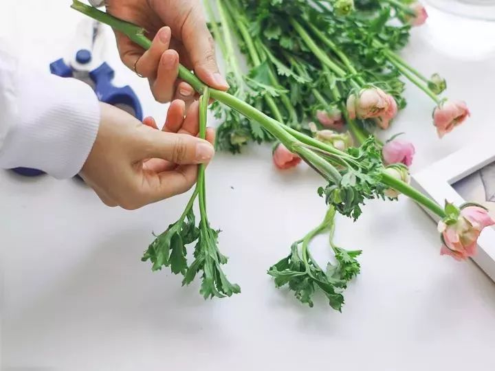 牡丹花语花语_洋牡丹花语_洋牡丹花的寓意