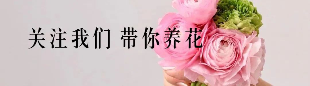 牡丹花语花语_洋牡丹花语_洋牡丹花的寓意