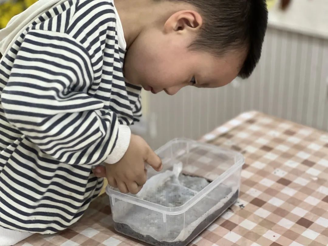 蜗牛下蛋了怎么办_蜗牛下蛋了之后怎么办新手_蜗牛下蛋了怎么办怎么伺候