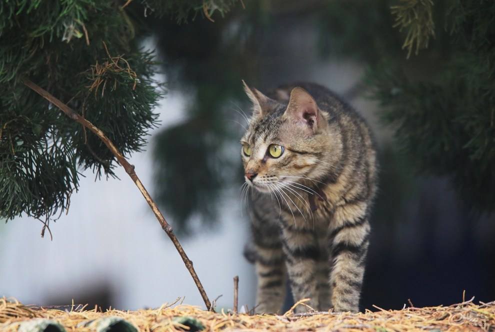 英短认主人的表示_英短蓝猫只认一个主人吗_英短蓝猫一生只认一个主人