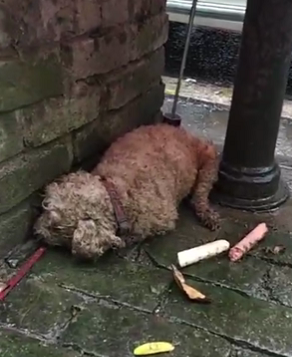 下雨前动物的表现_下雨时动物表现_下雨动物表现前兆有哪些