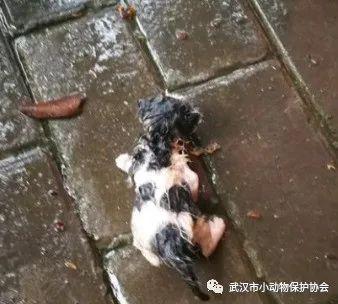 下雨前动物的表现_下雨时动物表现_下雨动物表现前兆有哪些