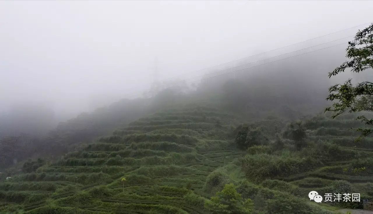 铁观音是茶树品种吗_铁观音茶属于绿茶类吗_铁观音茶属于什么茶类