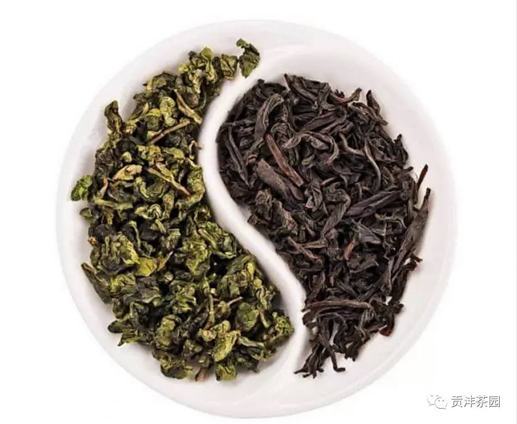 铁观音茶属于什么茶类_铁观音茶属于绿茶类吗_铁观音是茶树品种吗