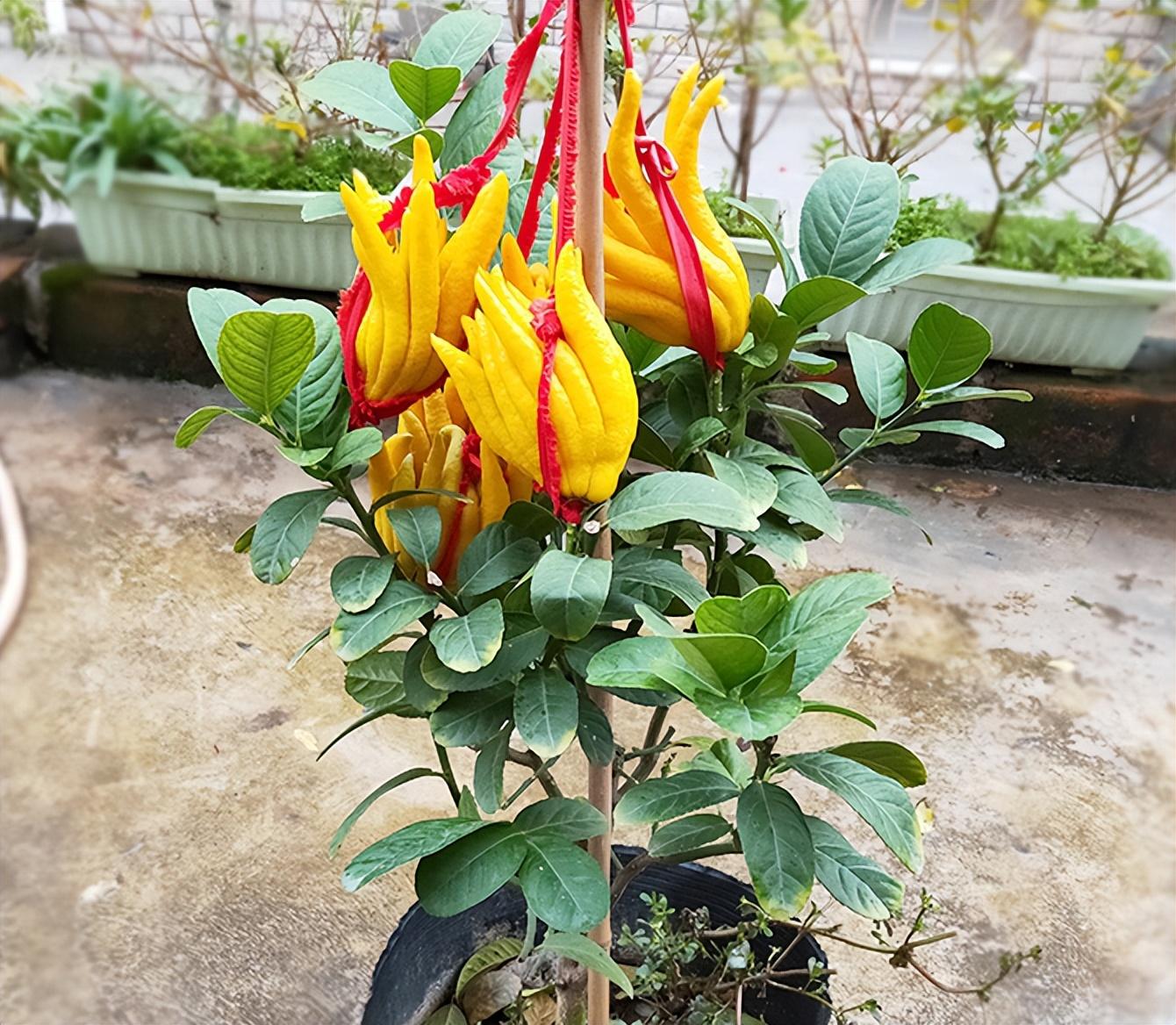 什么花草驱蚊虫效果最好_花草效果虫驱蚊好吗_花草效果虫驱蚊好用吗