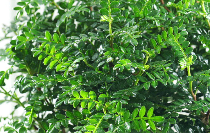 什么花草驱蚊虫效果最好_花草效果虫驱蚊好用吗_花草效果虫驱蚊好吗