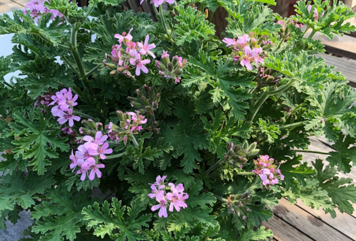 花草效果虫驱蚊好吗_花草效果虫驱蚊好用吗_什么花草驱蚊虫效果最好