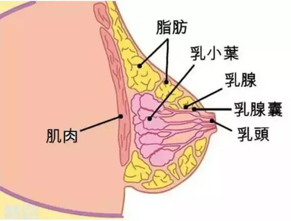 胸围和罩杯哪个表示胸大_c杯的胸围是多少大_胸围c杯大还是b杯大