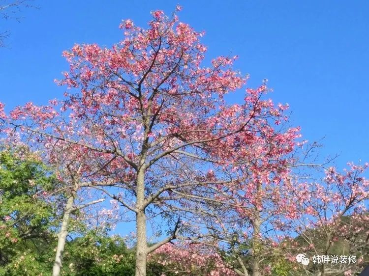 大门口栽树什么位置好_大门左右栽啥树最好_大门种树