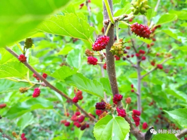 大门种树_大门口栽树什么位置好_大门左右栽啥树最好