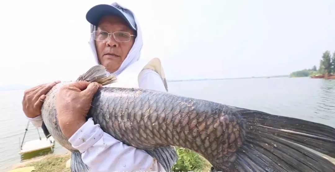 鲤鱼食物吃喜欢什么味道_鲤鱼喜欢吃什么食物_鲤鱼到底喜欢吃啥