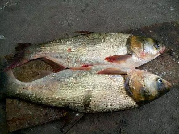 鲤鱼喜欢吃什么食物_鲤鱼食物吃喜欢什么味道_鲤鱼到底喜欢吃啥