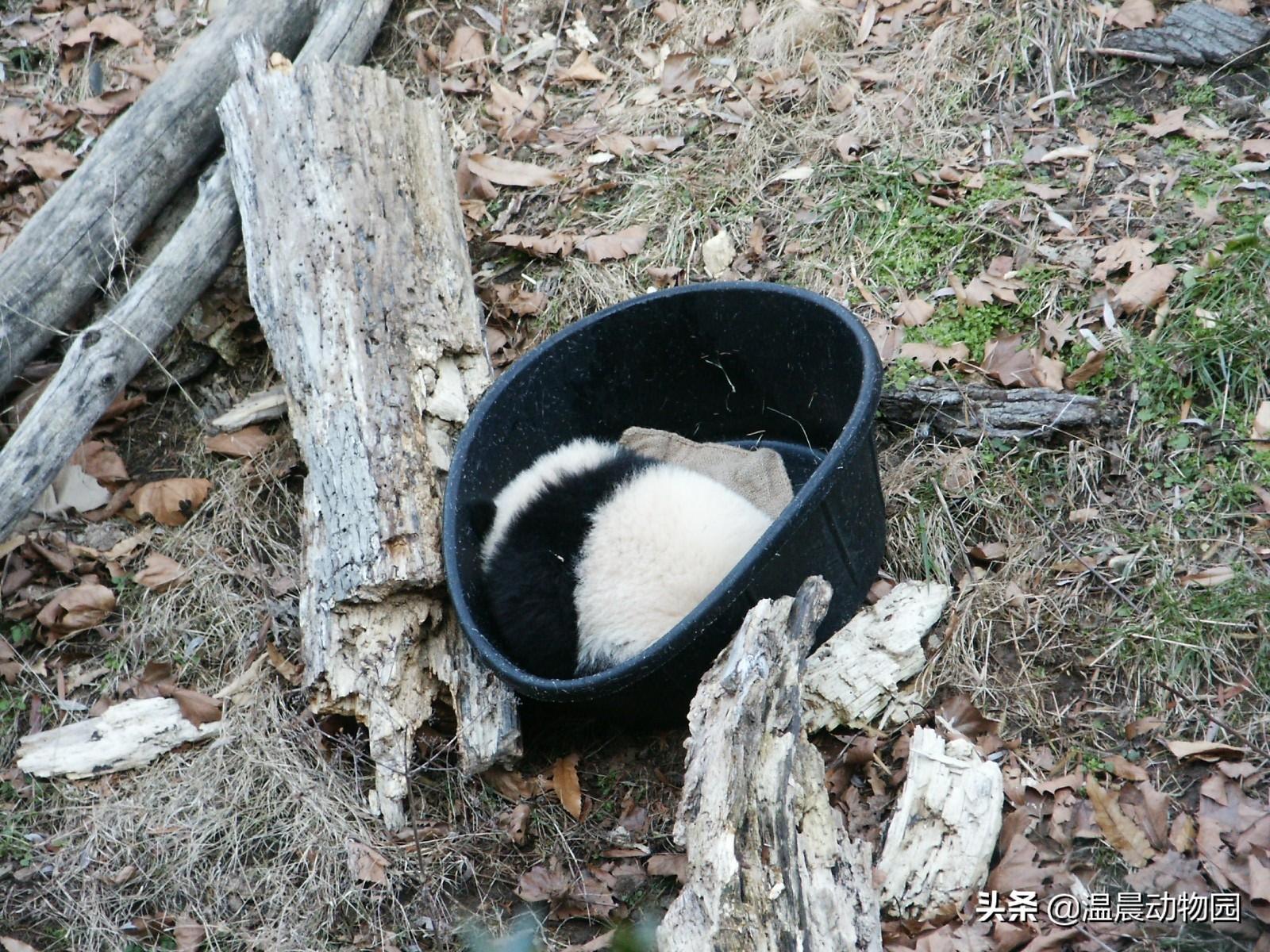 大熊猫濒危原因_导致熊猫濒危的原因_大熊猫成为濒危动物的原因