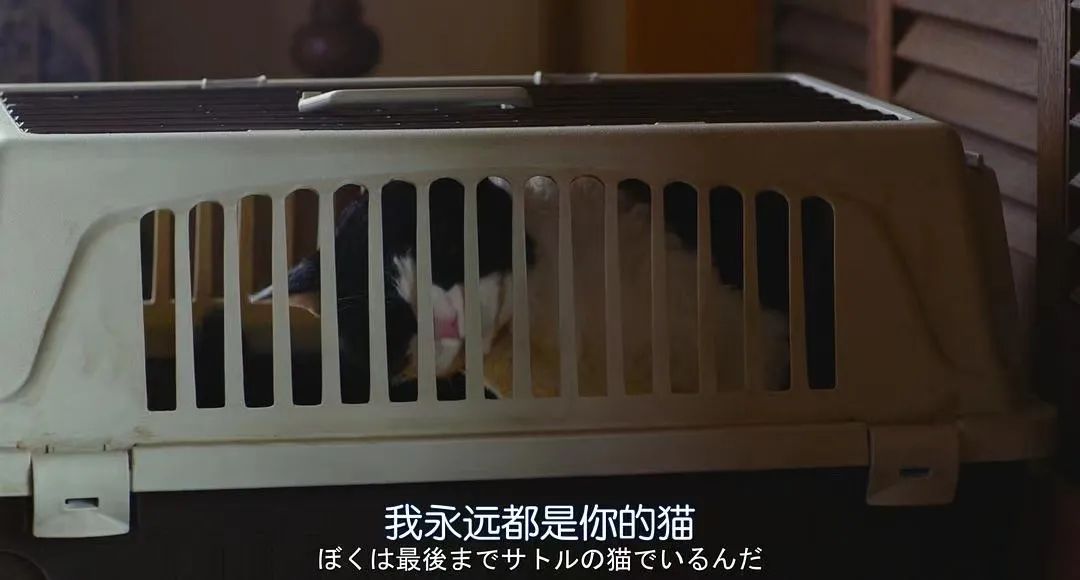 小猫的习性_小猫的生活习性缩写_小猫小猫喵喵