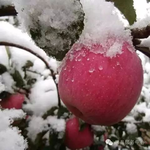 青苹果和红苹果有什么区别_苹果青的好还是红的好_苹果青红色