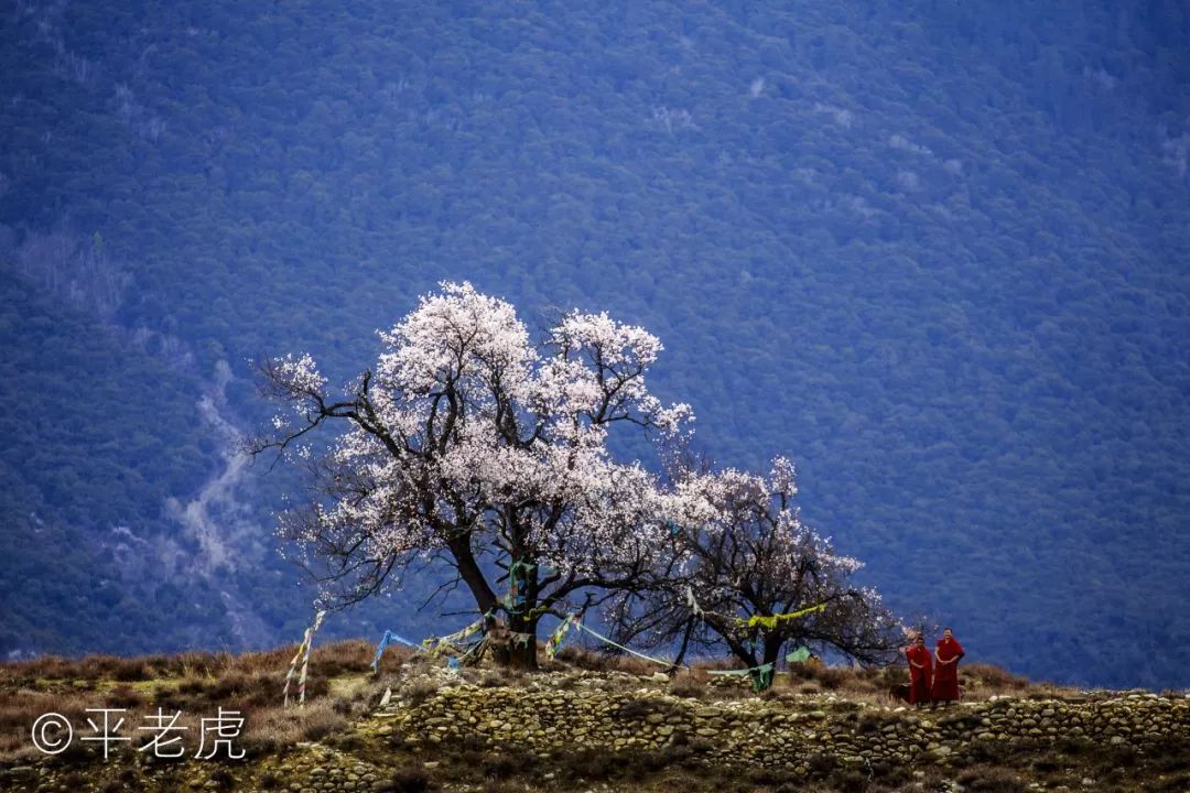 西藏旅游注意事项_西藏旅行注意事项_西藏旅游注意哪些事项