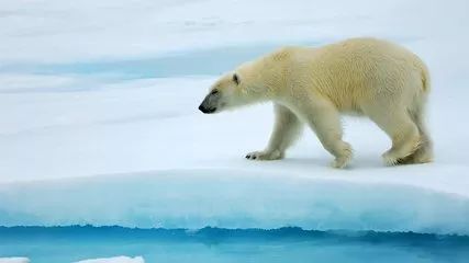 熊猫为什么濒危灭绝_大熊猫濒临灭绝的原因_熊猫为啥濒临灭绝