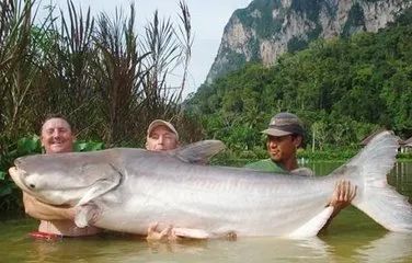 熊猫为啥濒临灭绝_大熊猫濒临灭绝的原因_熊猫为什么濒危灭绝