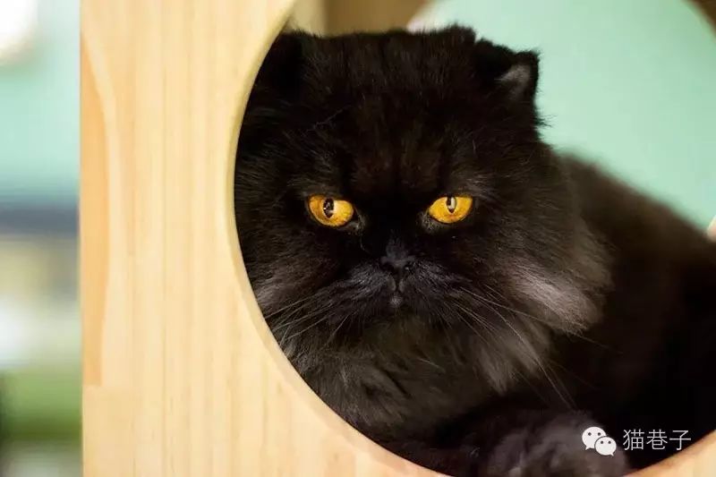 猫打喷嚏用药_猫咪打喷嚏吃什么药最好_猫咪打喷嚏吃了药多久能好