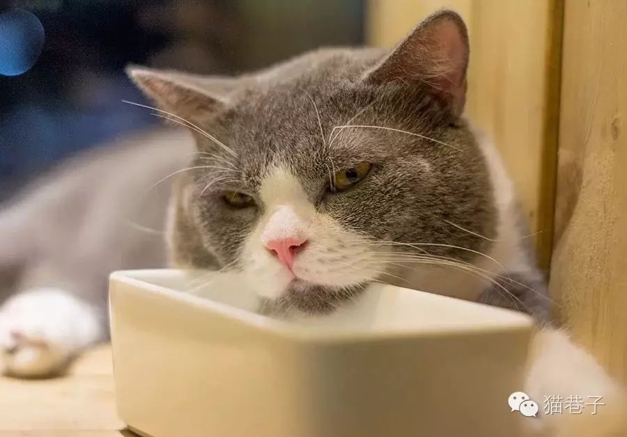 猫打喷嚏用药_猫咪打喷嚏吃了药多久能好_猫咪打喷嚏吃什么药最好