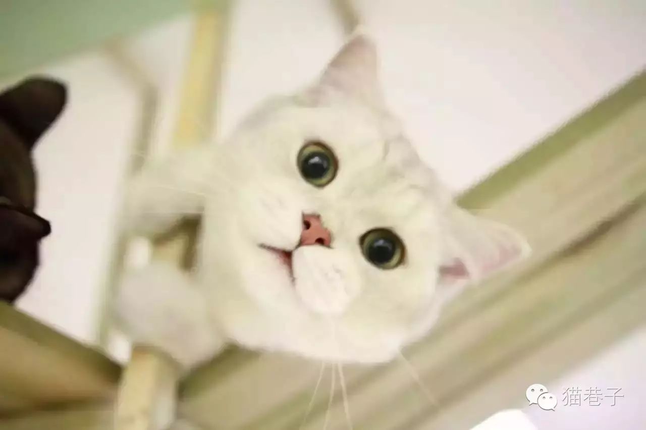 猫咪打喷嚏吃什么药最好_猫咪打喷嚏吃了药多久能好_猫打喷嚏用药