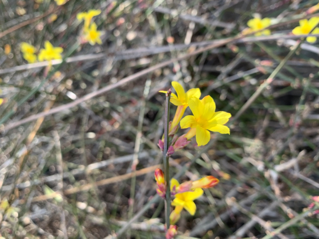 春季节气手抄报_春季的节气_春季节气绘画