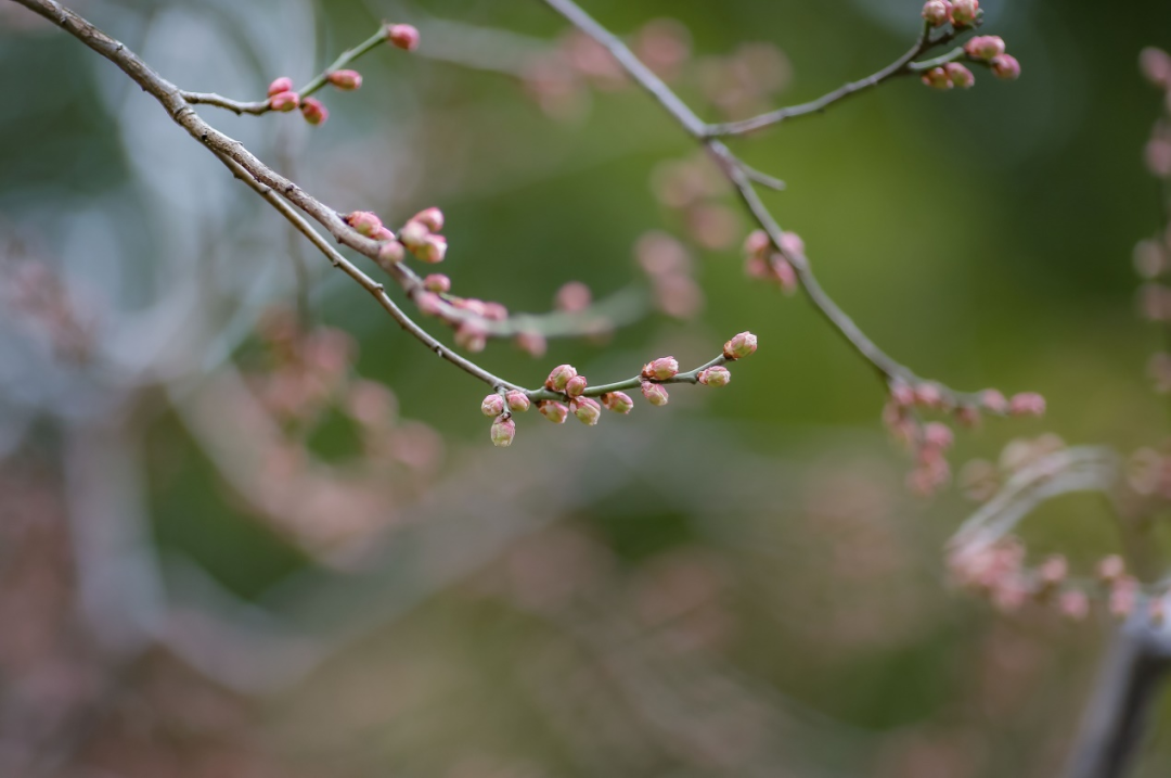 春季节气手抄报_春季的节气_春季节气绘画