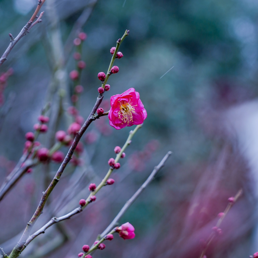 春季节气绘画_春季的节气_春季节气手抄报