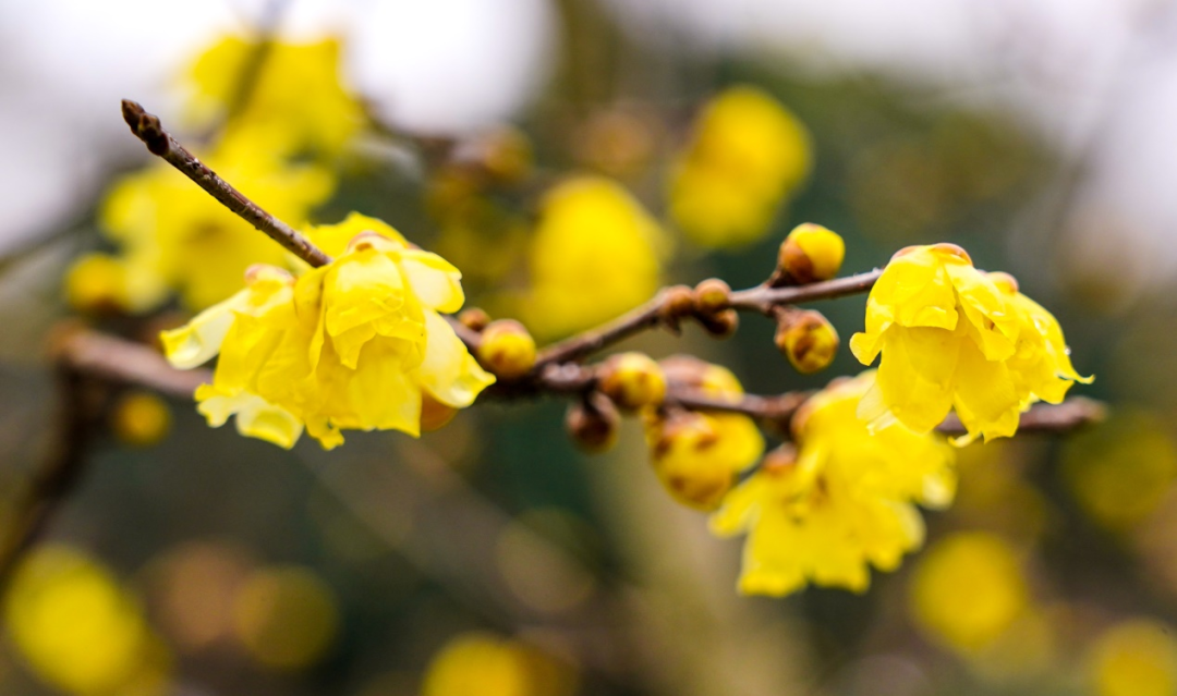 春季节气手抄报_春季节气绘画_春季的节气