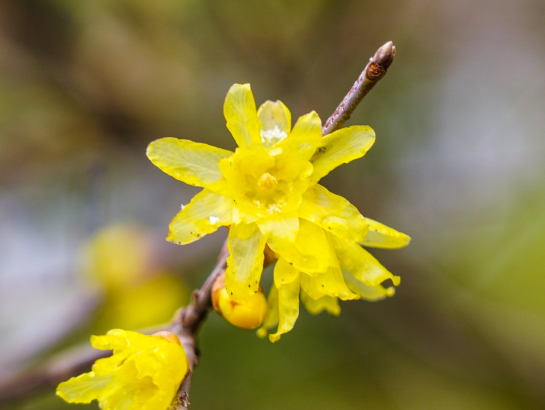 春季节气绘画_春季节气手抄报_春季的节气