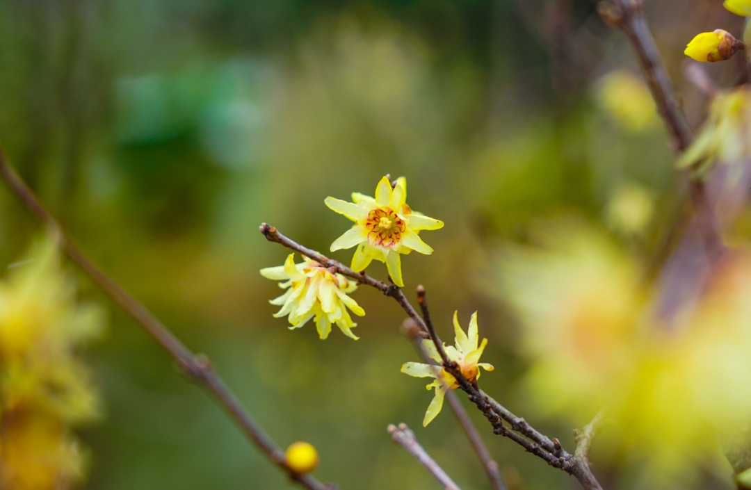 春季的节气_春季节气绘画_春季节气手抄报