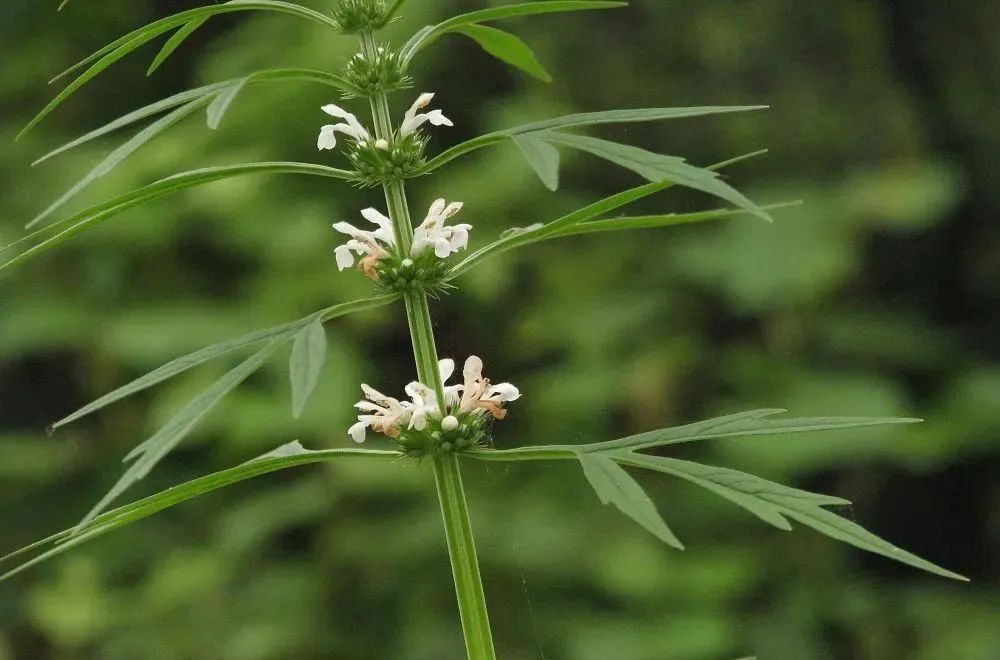 大红花的功效与作用_红花功效作用大全_红花功效作用大不大