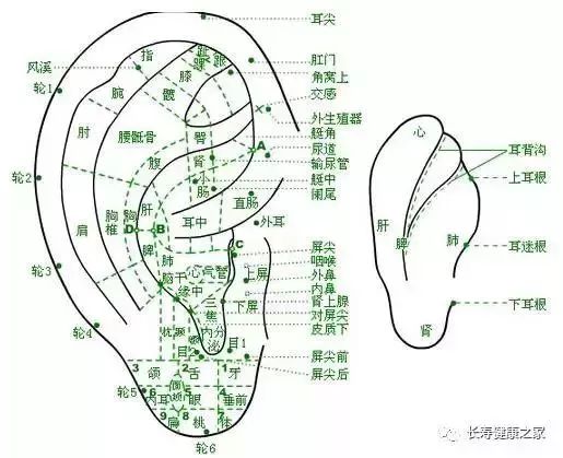 耳朵大有福是什么意思_耳朵大有福高清版字幕_耳朵大有福是真的吗