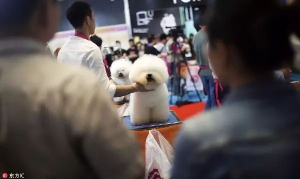 进货宠物渠道店开想要的商品_想开个宠物店从哪进货渠道_开宠物店怎么进货