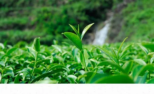 茶铁观音一致的是_铁观音是什么茶_茶叶铁观音是绿茶吗