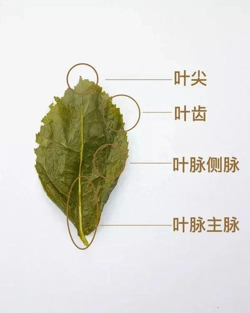 铁观音是什么茶_茶叶铁观音是绿茶吗_茶铁观音一致的是