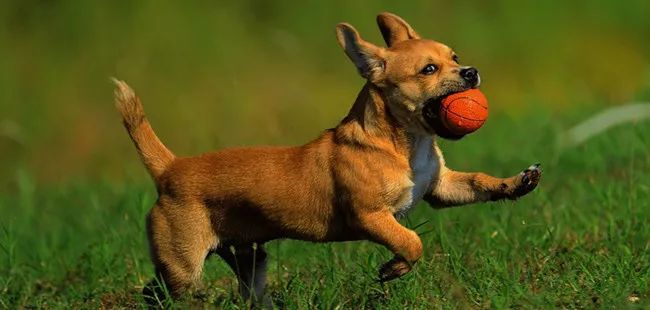 30天金毛幼犬驱虫_幼犬多少天第一次驱虫_德牧幼犬多长时间驱虫