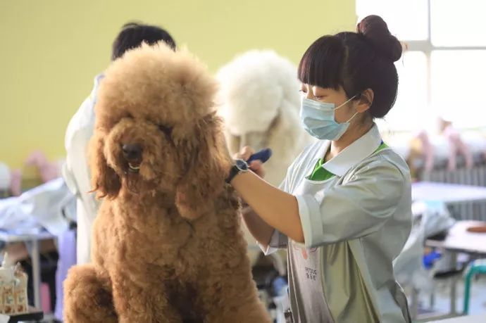 30天金毛幼犬驱虫_德牧幼犬多长时间驱虫_幼犬多少天第一次驱虫