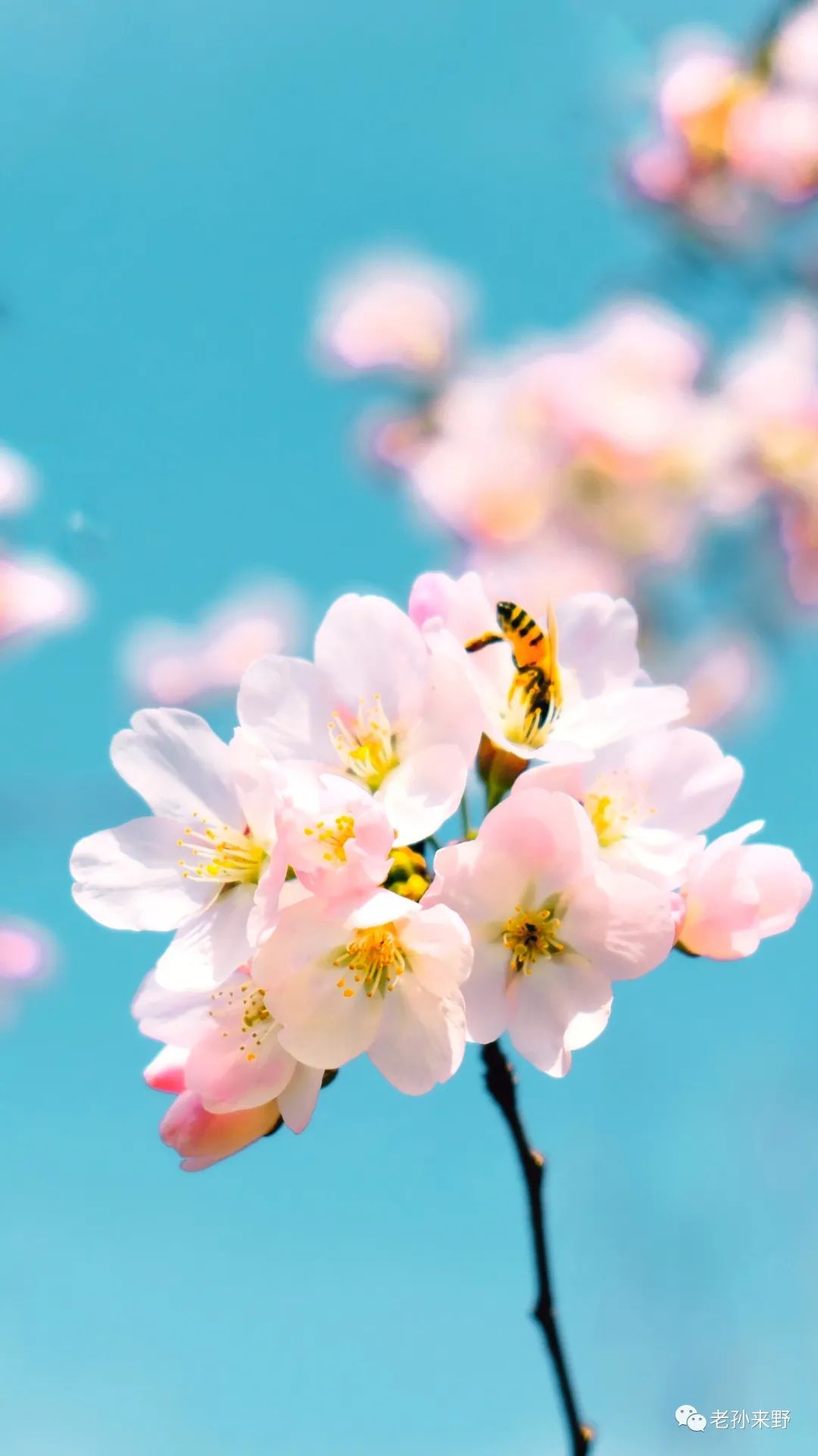 海棠樱花傻傻分不清_海棠和樱花的区别图解_樱花和海棠的区别图片