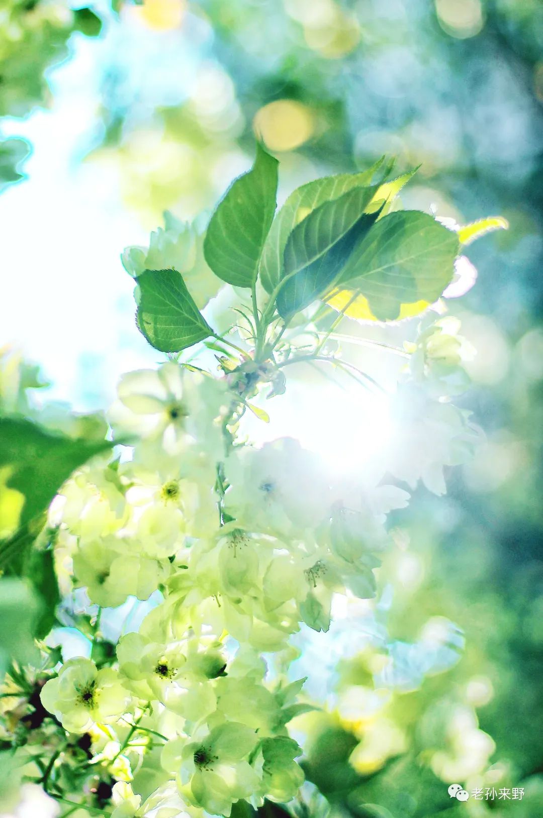 海棠和樱花的区别图解_樱花和海棠的区别图片_海棠樱花傻傻分不清