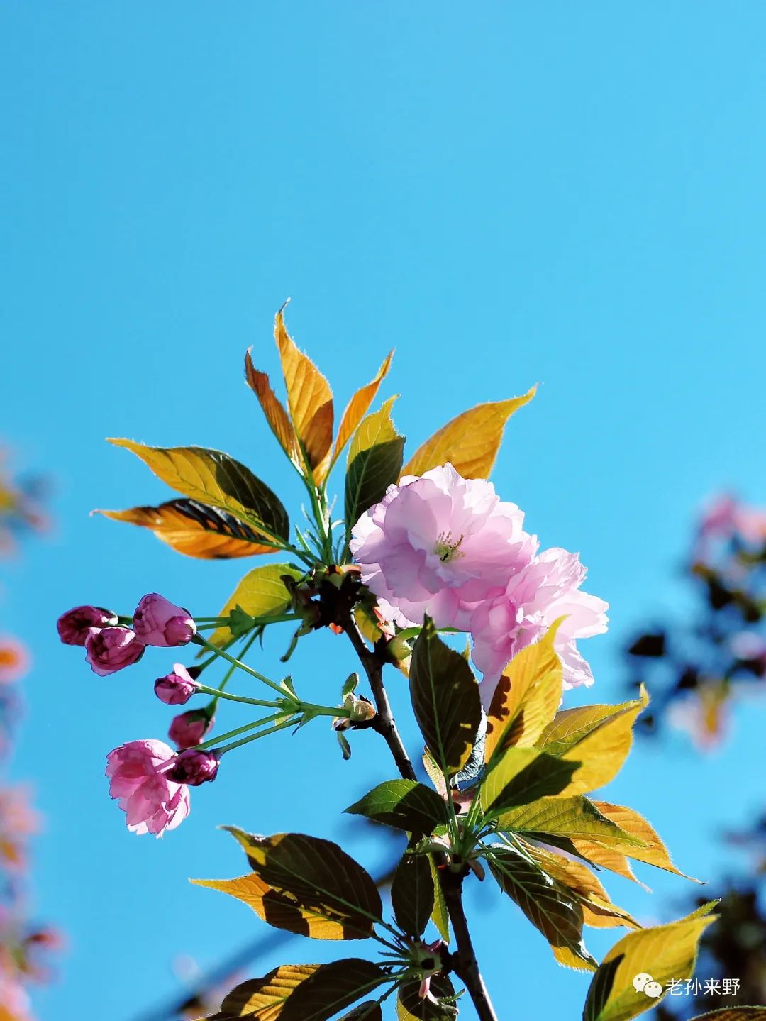 海棠樱花傻傻分不清_樱花和海棠的区别图片_海棠和樱花的区别图解