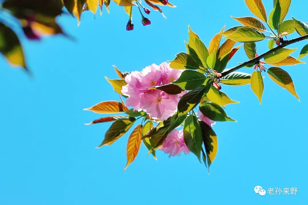 樱花和海棠的区别图片_海棠樱花傻傻分不清_海棠和樱花的区别图解