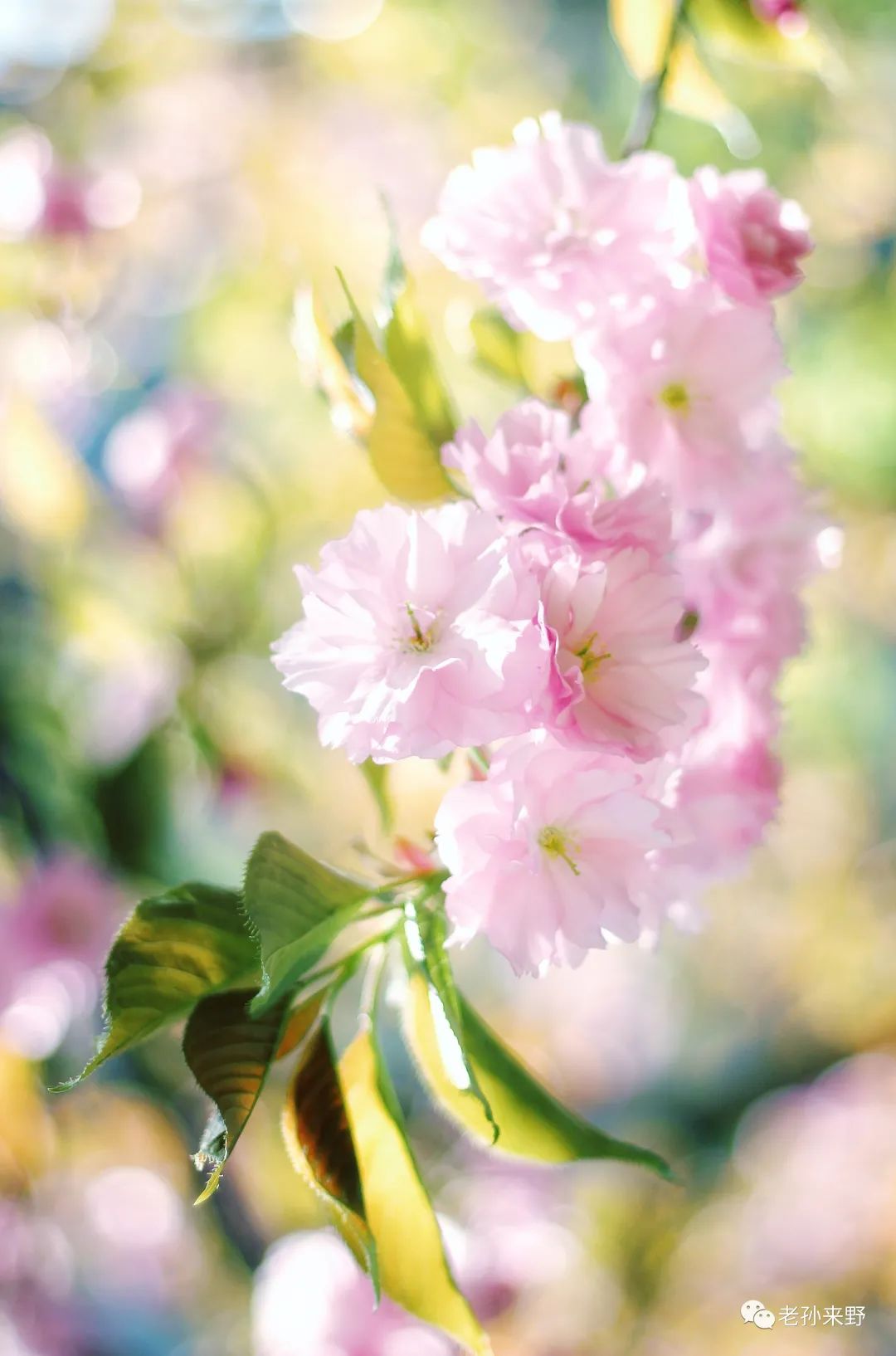 海棠樱花傻傻分不清_海棠和樱花的区别图解_樱花和海棠的区别图片