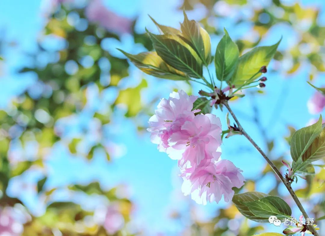 樱花和海棠的区别图片_海棠樱花傻傻分不清_海棠和樱花的区别图解