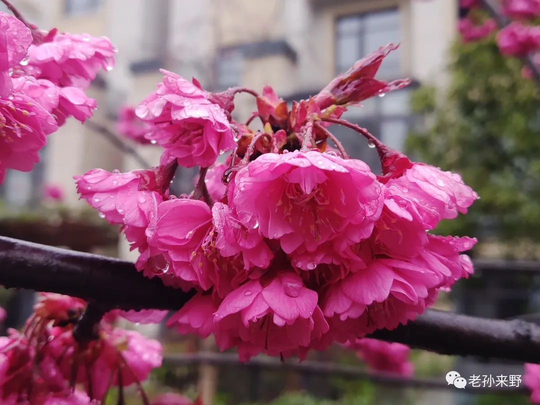 海棠和樱花的区别图解_樱花和海棠的区别图片_海棠樱花傻傻分不清