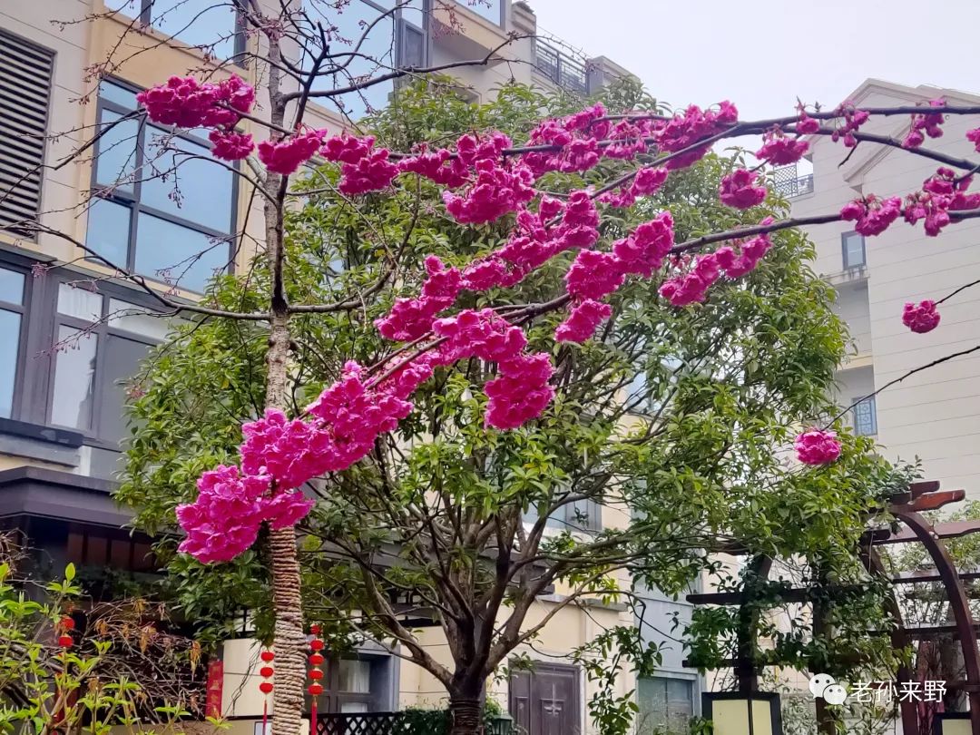 海棠樱花傻傻分不清_海棠和樱花的区别图解_樱花和海棠的区别图片