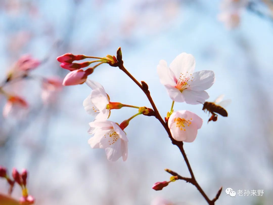 樱花和海棠的区别图片_海棠和樱花的区别图解_海棠樱花傻傻分不清