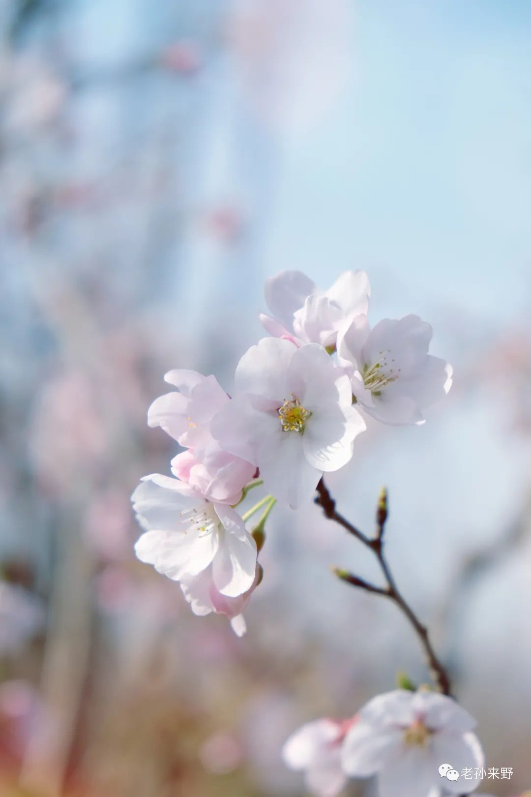 海棠和樱花的区别图解_海棠樱花傻傻分不清_樱花和海棠的区别图片