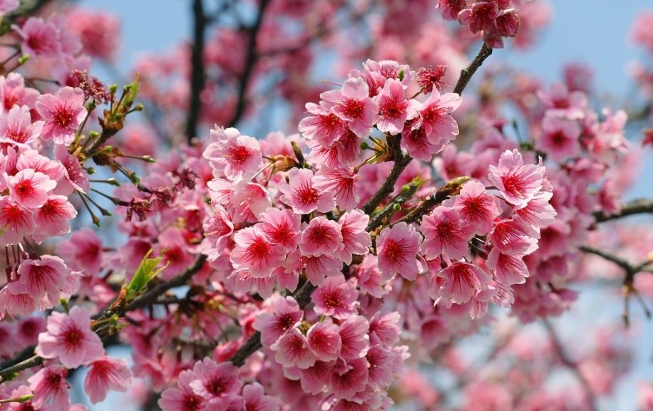 北美海棠和绚丽海棠的区别_樱花和海棠的区别图片_光辉海棠和王族海棠的区别